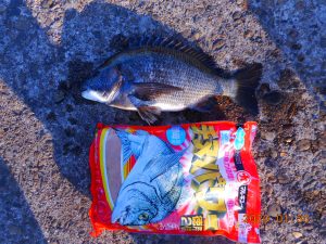 鹿島港魚釣園 釣果