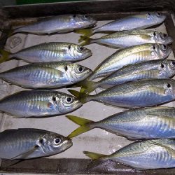 フィッシングボート空風(そらかぜ) 釣果