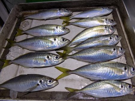 フィッシングボート空風(そらかぜ) 釣果