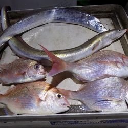 フィッシングボート空風（そらかぜ） 釣果