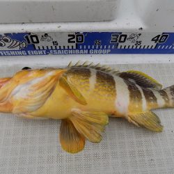 フィッシングボート空風(そらかぜ) 釣果