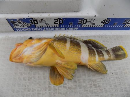 フィッシングボート空風(そらかぜ) 釣果