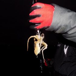 フィッシングボート空風(そらかぜ) 釣果