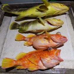 フィッシングボート空風(そらかぜ) 釣果