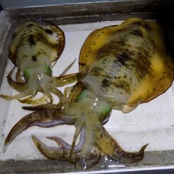 フィッシングボート空風(そらかぜ) 釣果