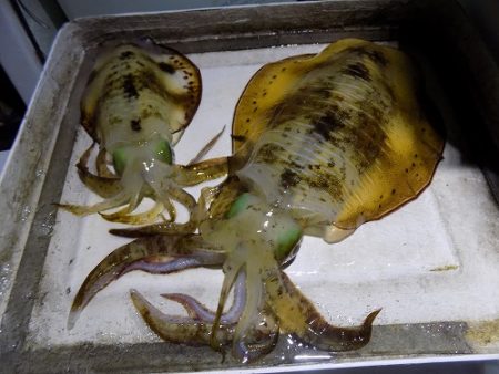 フィッシングボート空風(そらかぜ) 釣果