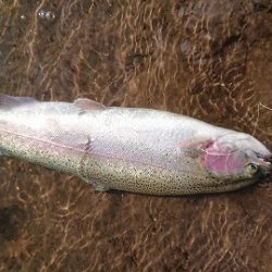 志高湖フィッシング 釣果