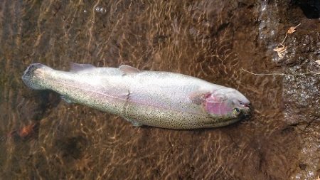 志高湖フィッシング 釣果