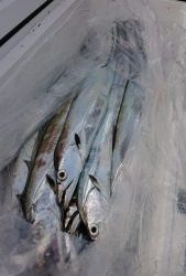 KONAYAーMARU(こなや丸) 釣果