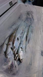 KONAYAーMARU(こなや丸) 釣果