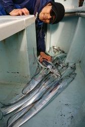 KONAYAーMARU(こなや丸) 釣果