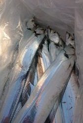 KONAYAーMARU(こなや丸) 釣果