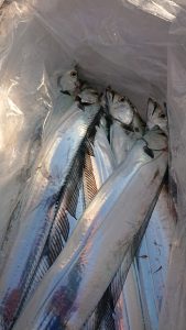 KONAYAーMARU(こなや丸) 釣果