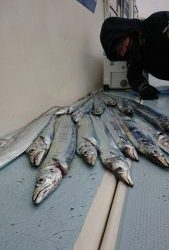 KONAYAーMARU(こなや丸) 釣果