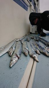 KONAYAーMARU(こなや丸) 釣果