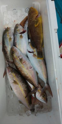 フィッシング太陽 釣果