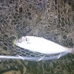 和歌山 海南　小雨アジングレポート【がまかつ LUXXE宵姫　インプレッション】