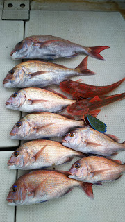 釣り舟　海竜 釣果