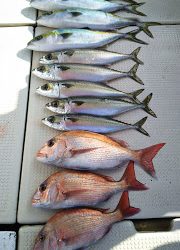 釣り舟 海竜 釣果