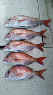 釣り舟　海竜 釣果