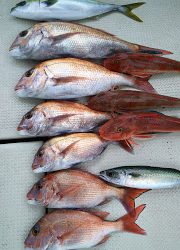 釣り舟　海竜 釣果