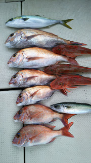 釣り舟　海竜 釣果