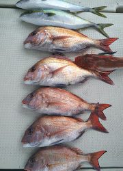 釣り舟 海竜 釣果