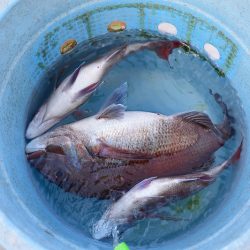 Fisherman Dreams DI 釣果