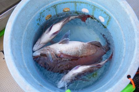 Fisherman Dreams DI 釣果