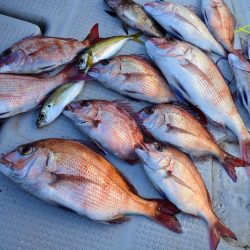 Fisherman Dreams DI 釣果