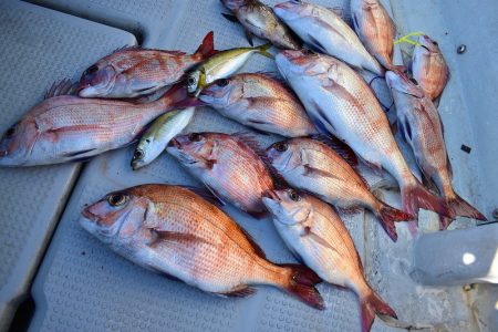 Fisherman Dreams DI 釣果