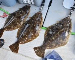 Fisherman Dreams DI 釣果