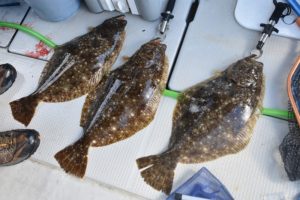 Fisherman Dreams DI 釣果