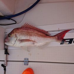 フィッシングボートACE(エース) 釣果