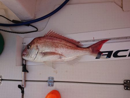 フィッシングボートACE(エース) 釣果