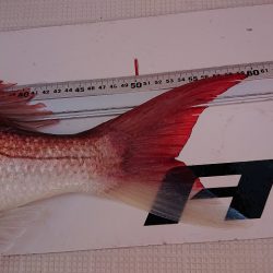 フィッシングボートACE(エース) 釣果