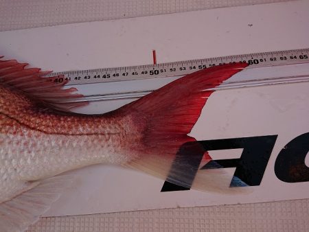 フィッシングボートACE(エース) 釣果