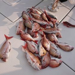 フィッシングボートACE(エース) 釣果