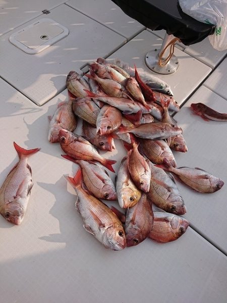 フィッシングボートACE(エース) 釣果