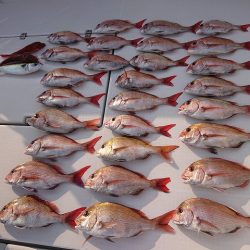 フィッシングボートACE(エース) 釣果