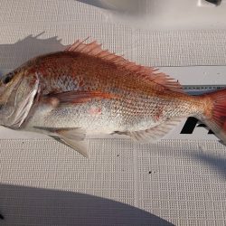 フィッシングボートACE(エース) 釣果