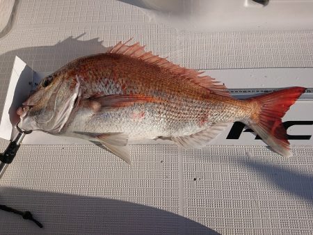 フィッシングボートACE(エース) 釣果