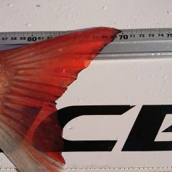 フィッシングボートACE(エース) 釣果