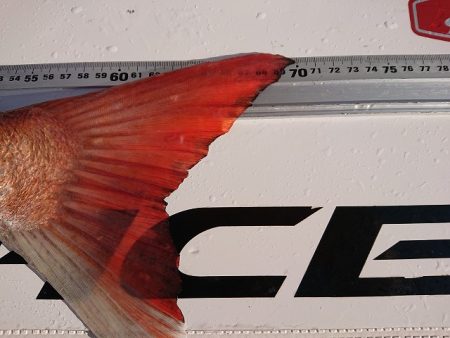 フィッシングボートACE(エース) 釣果