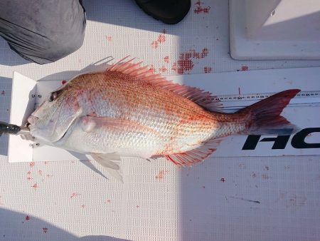 フィッシングボートACE(エース) 釣果