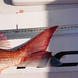 フィッシングボートACE(エース) 釣果