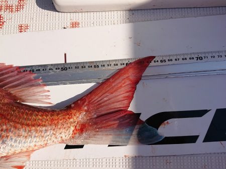 フィッシングボートACE(エース) 釣果