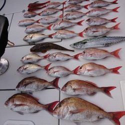 フィッシングボートACE(エース) 釣果