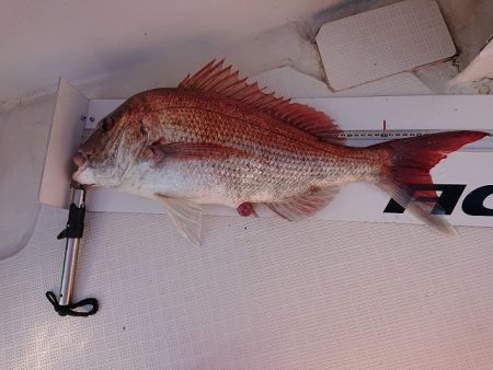 フィッシングボートACE(エース) 釣果