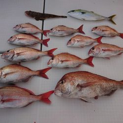 フィッシングボートACE(エース) 釣果